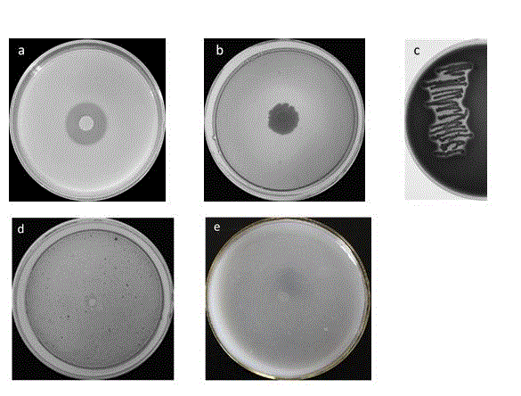 Brevibacillus laterosporus strain and application thereof