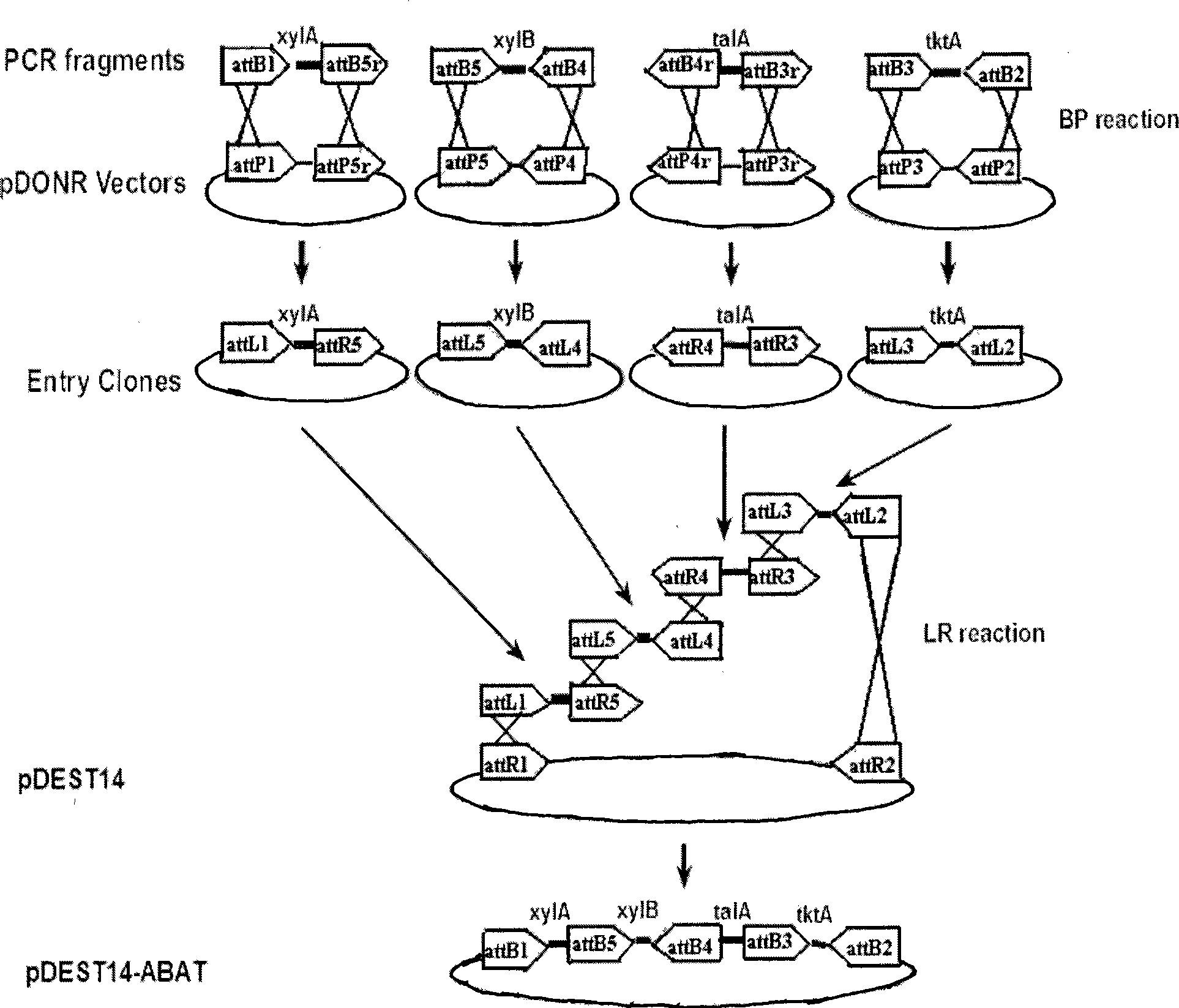 Broad host range plasmid carrying xylose metabolism related gene and construction method thereof