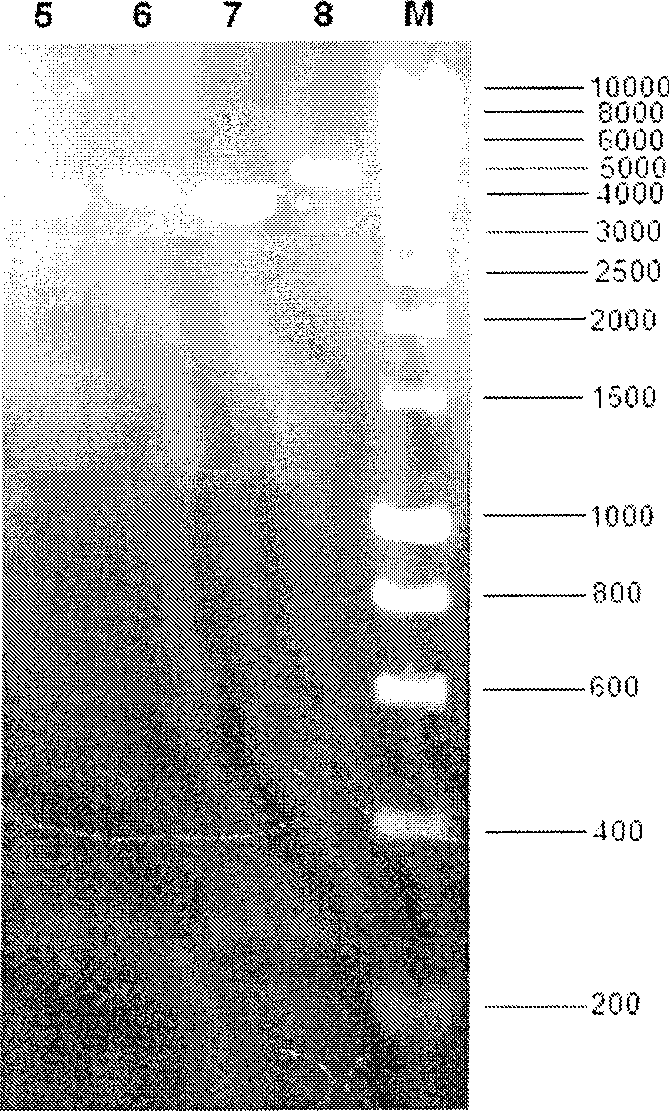 Broad host range plasmid carrying xylose metabolism related gene and construction method thereof