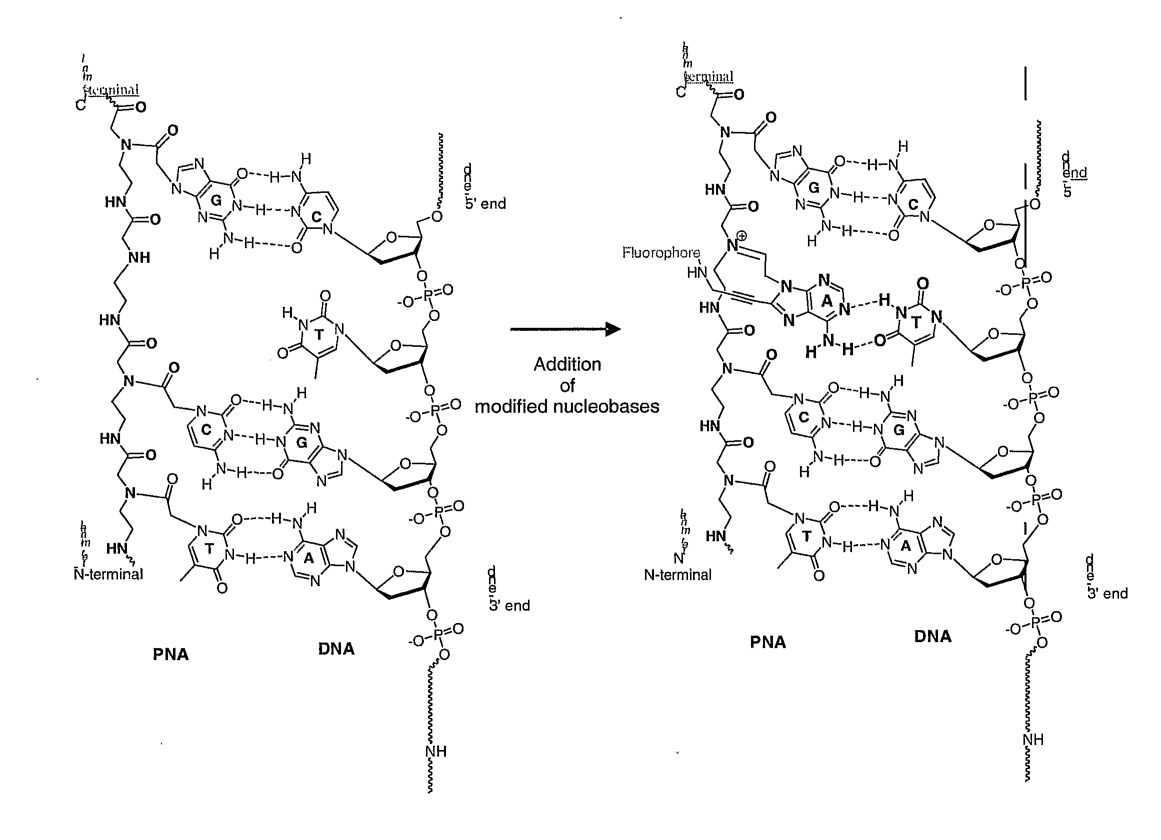 Nucleobase characterisation