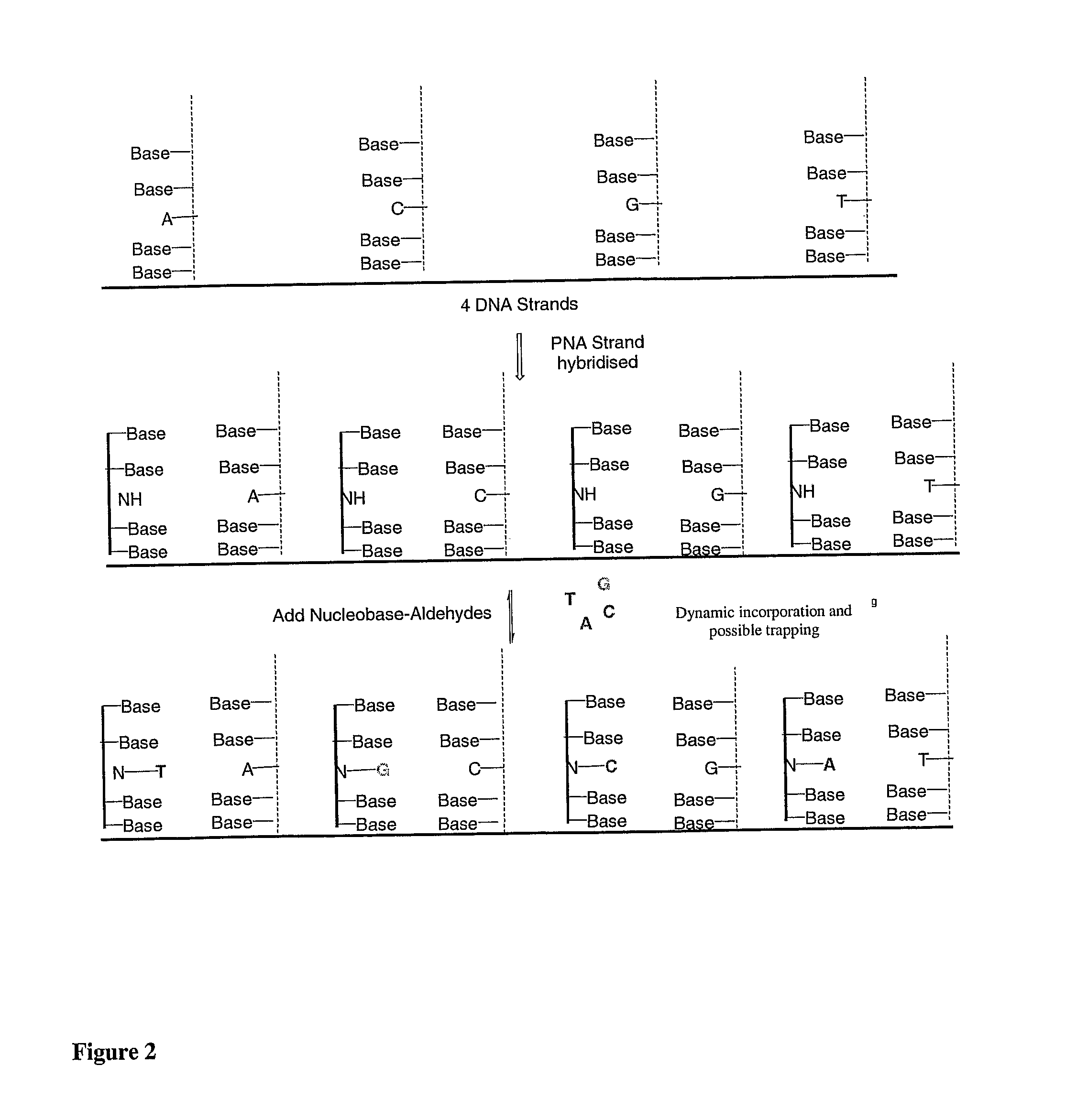 Nucleobase characterisation