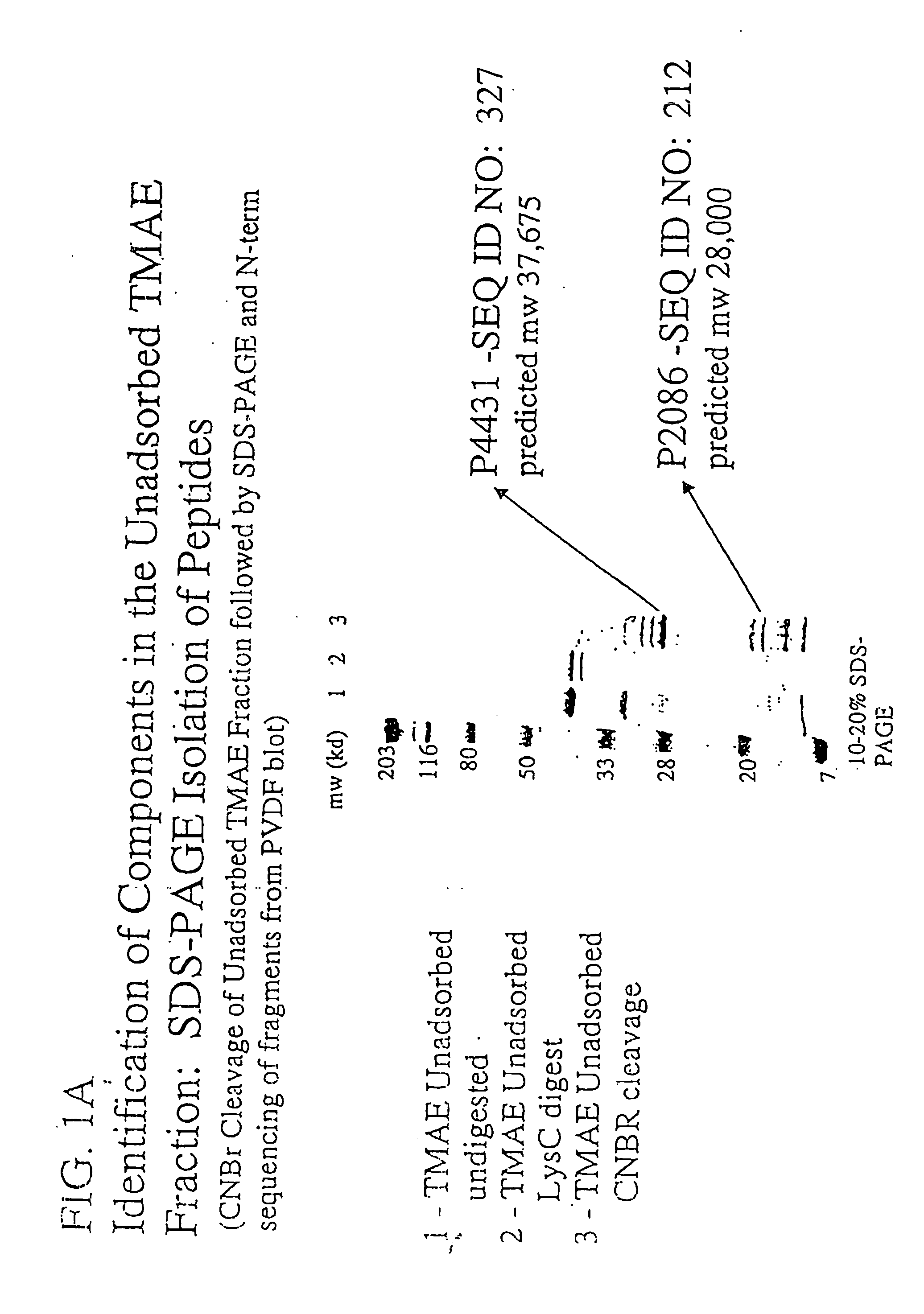 Novel immunogenic compositions for the prevention and treatment of meningococcal disease