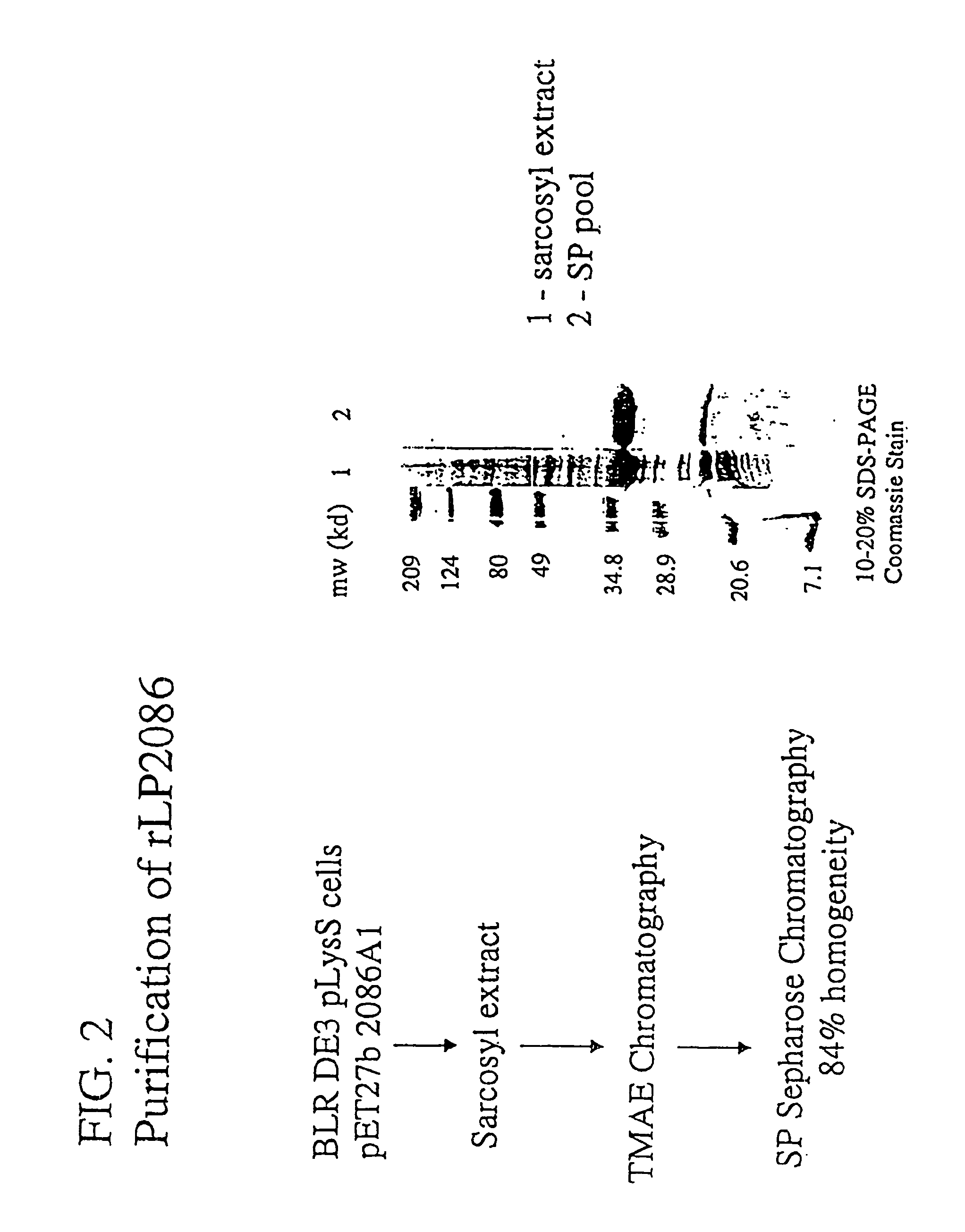 Novel immunogenic compositions for the prevention and treatment of meningococcal disease