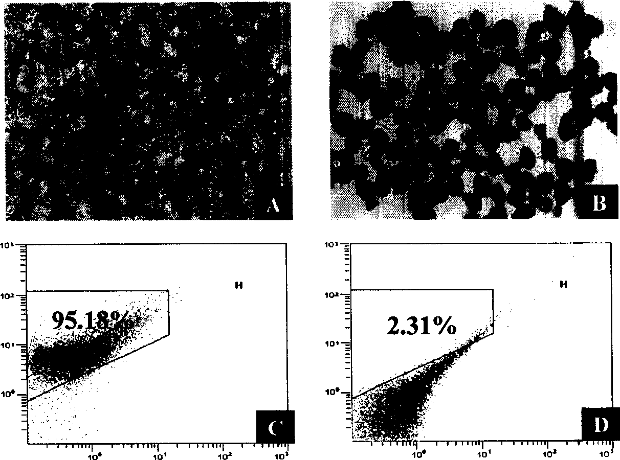 Separation method for Leydig cell and use thereof