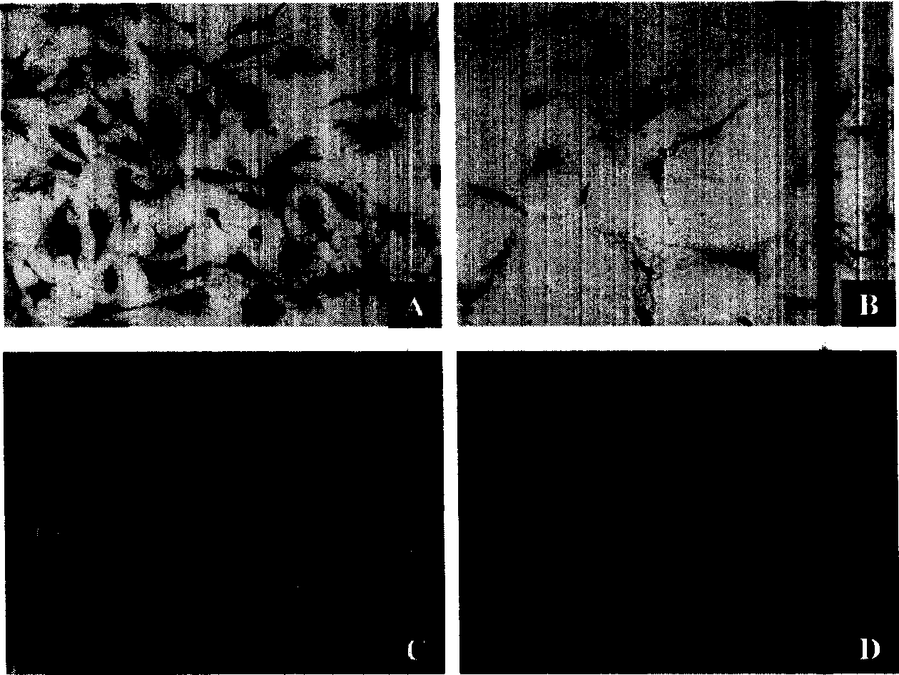 Separation method for Leydig cell and use thereof