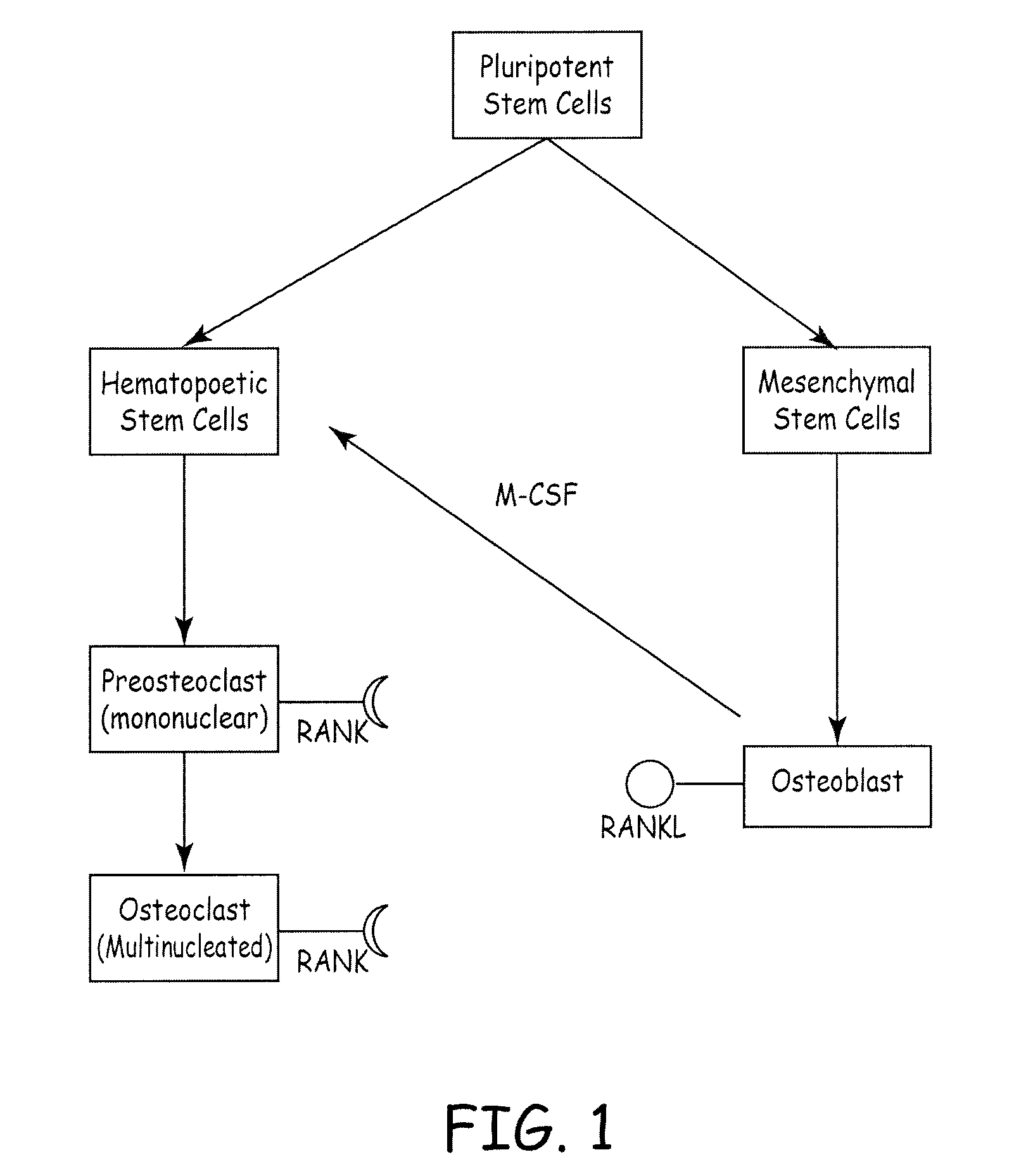 Compositions and methods for promoting bone formation