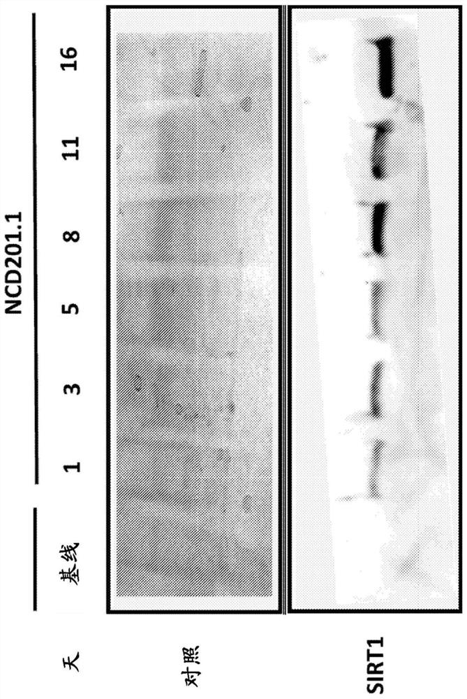 Compositions that protect cells from oxidative and mitochondrial stress