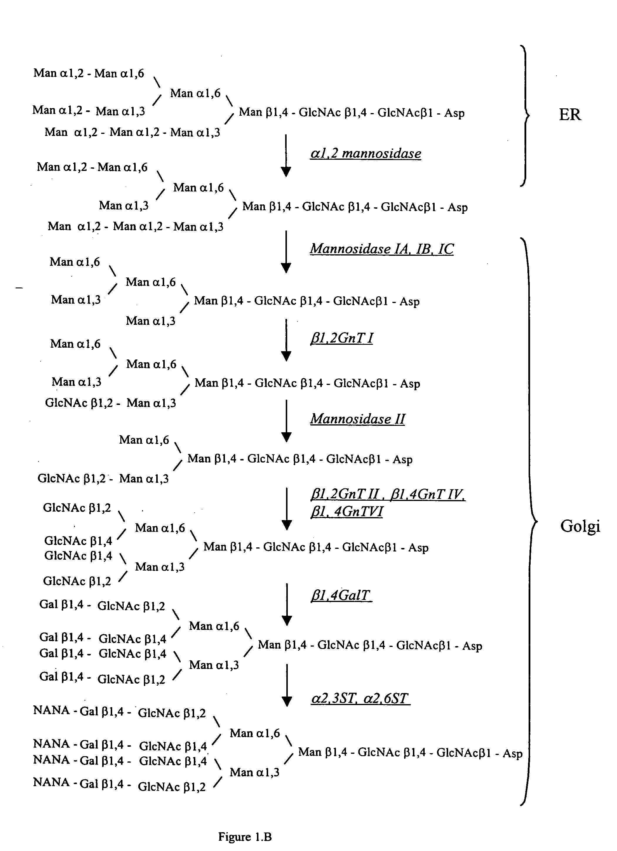 Methods for producing modified glycoproteins