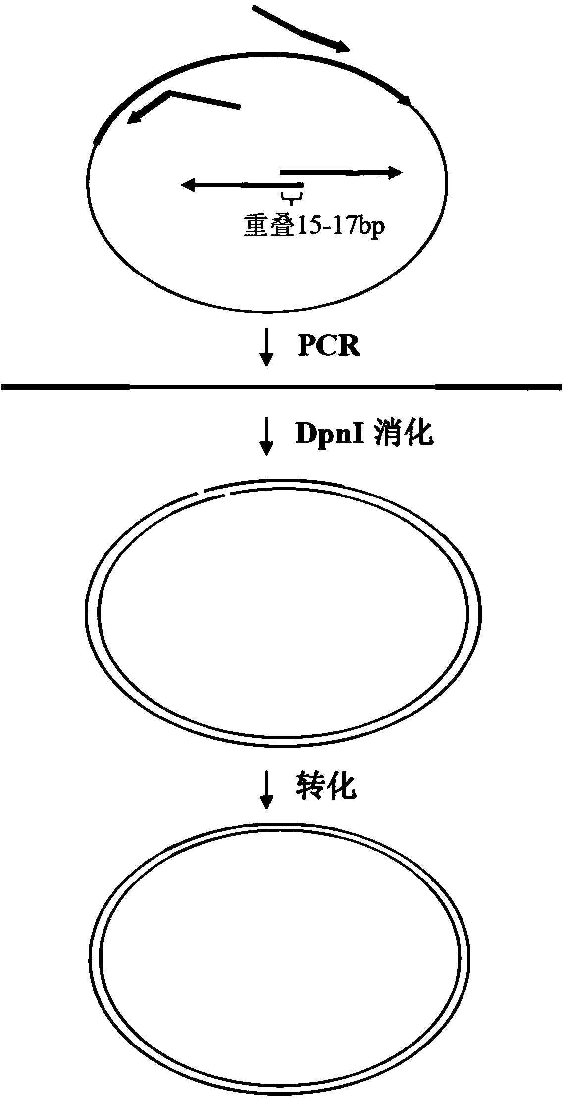 Biomedical molecule cloning method