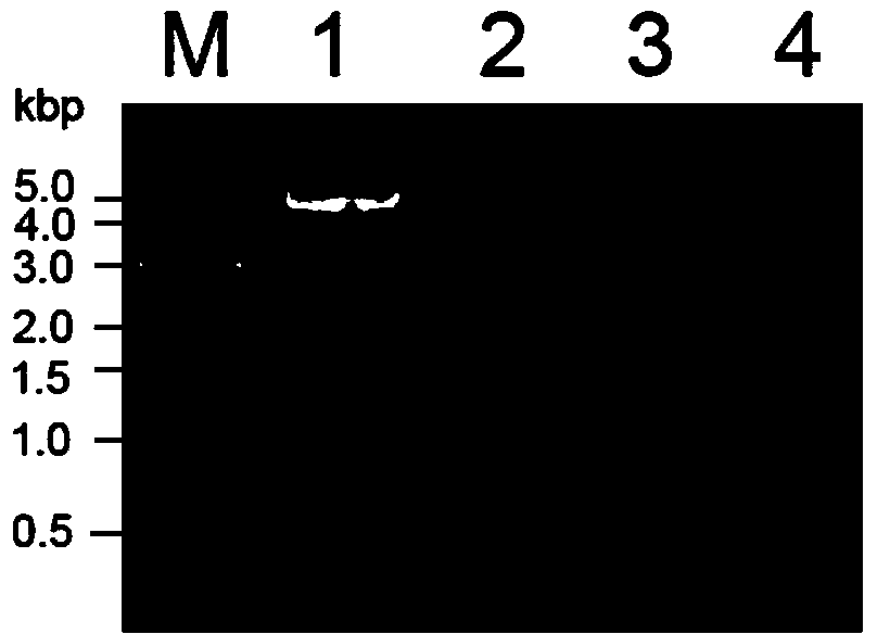 Biomedical molecule cloning method