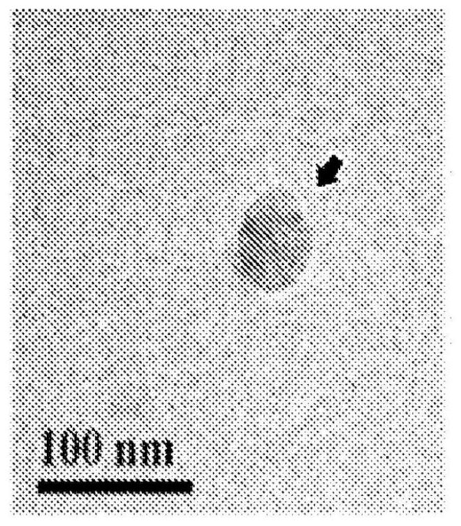 Vesicles comprising a pten inhibitor and uses of same