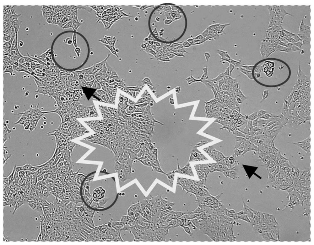 A kind of stem cell base layer working solution and application thereof