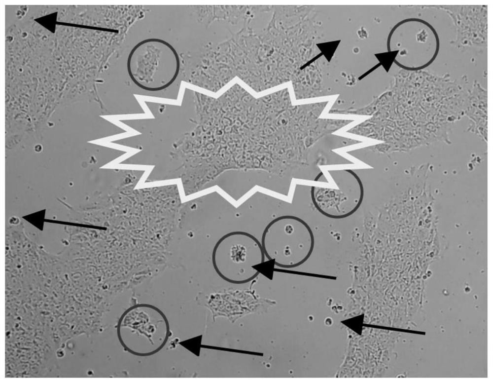 A kind of stem cell base layer working solution and application thereof