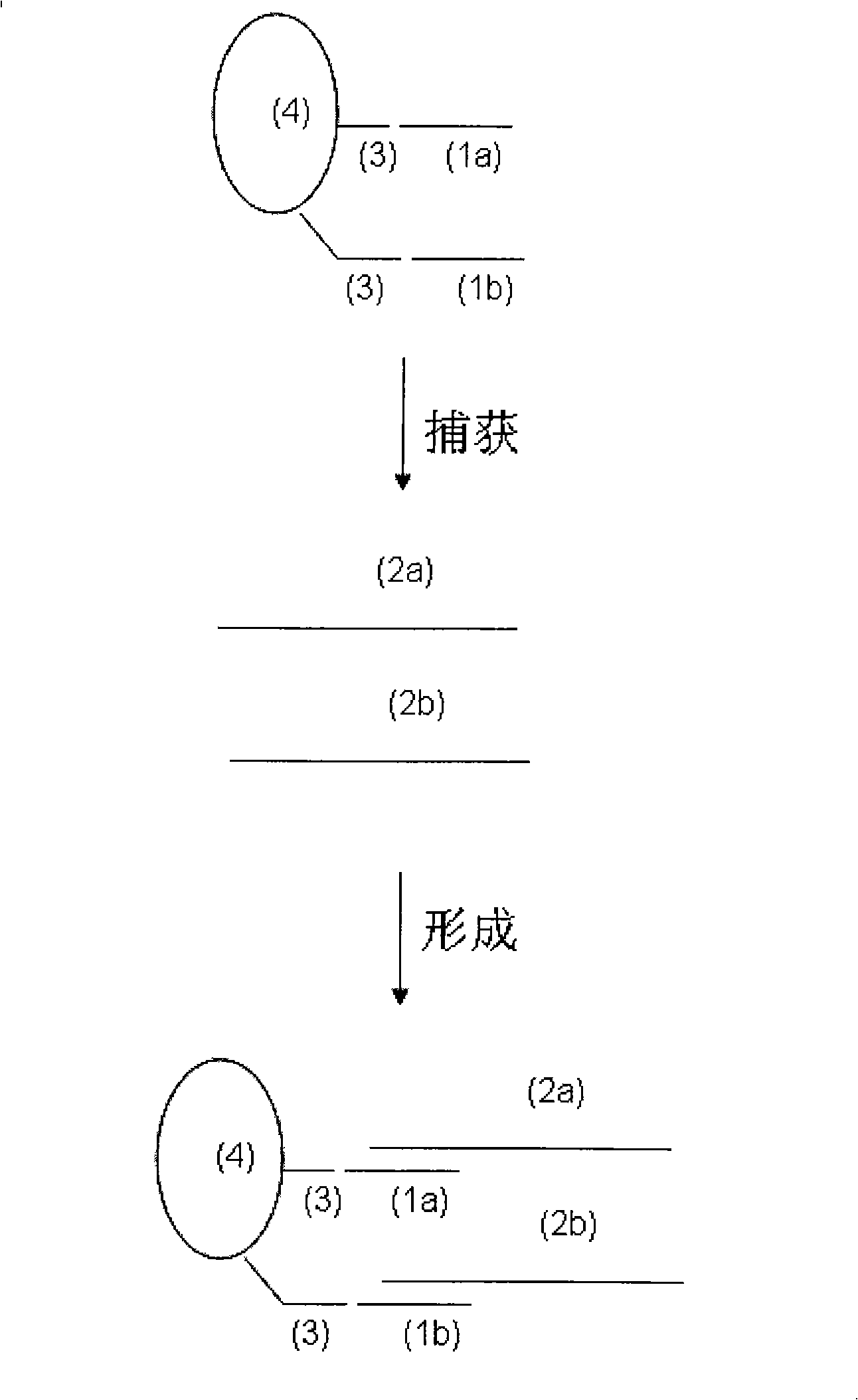 Method for extracting and purifying target nucleic acid and use thereof