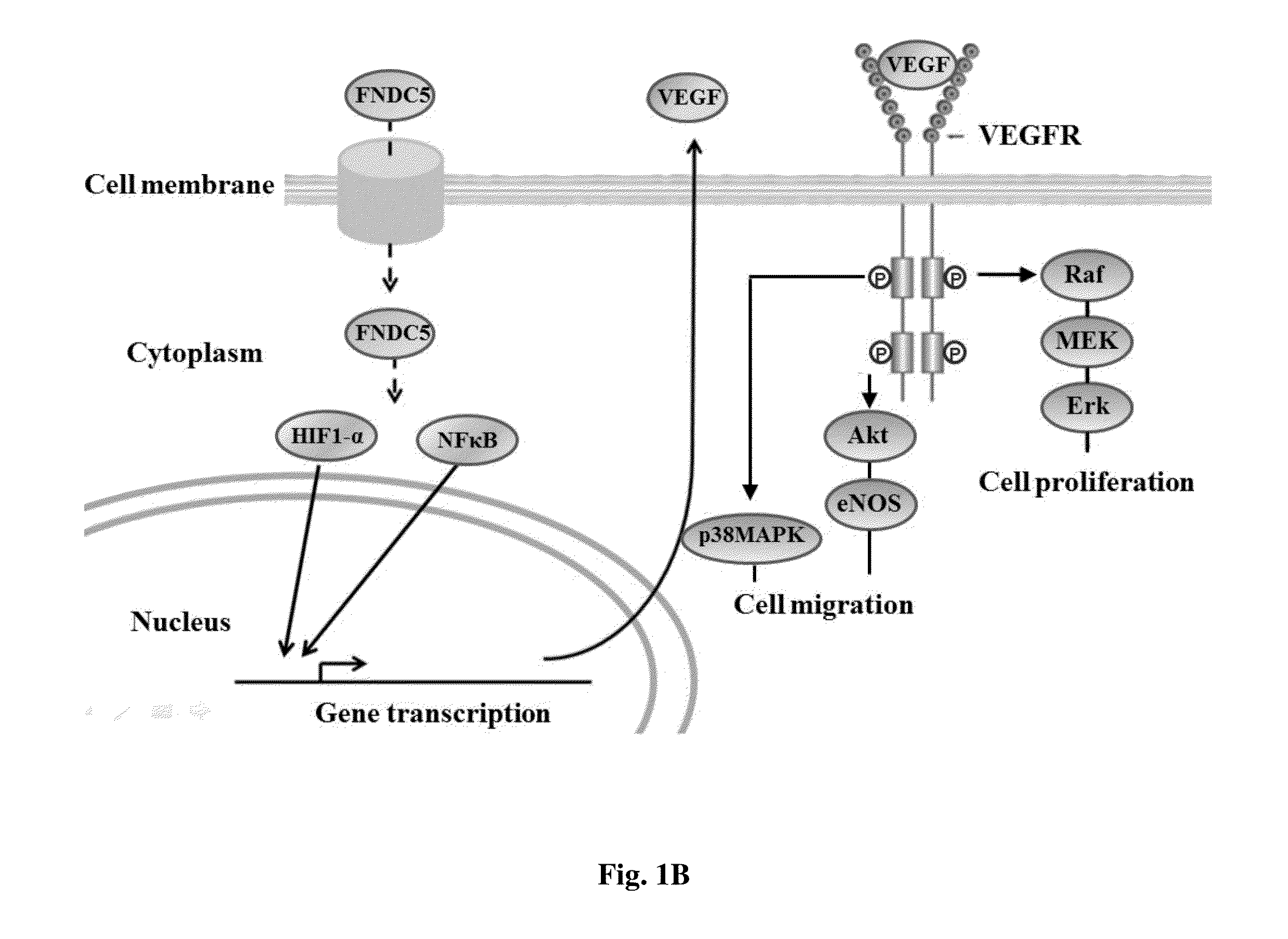 Method for enhancing wound healing