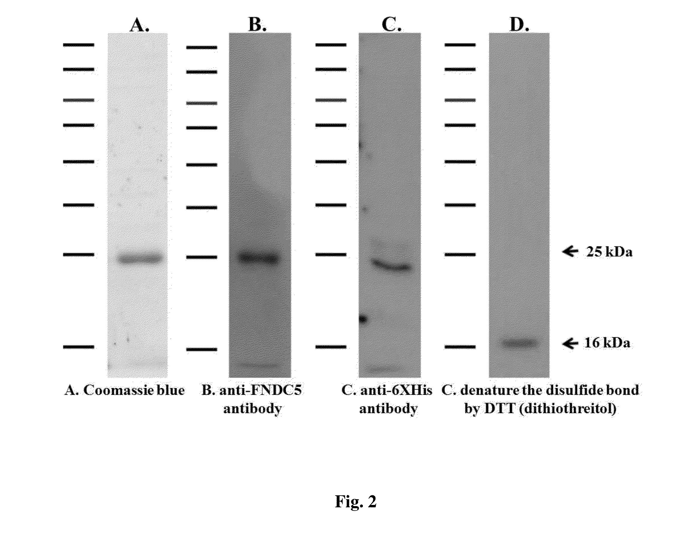 Method for enhancing wound healing