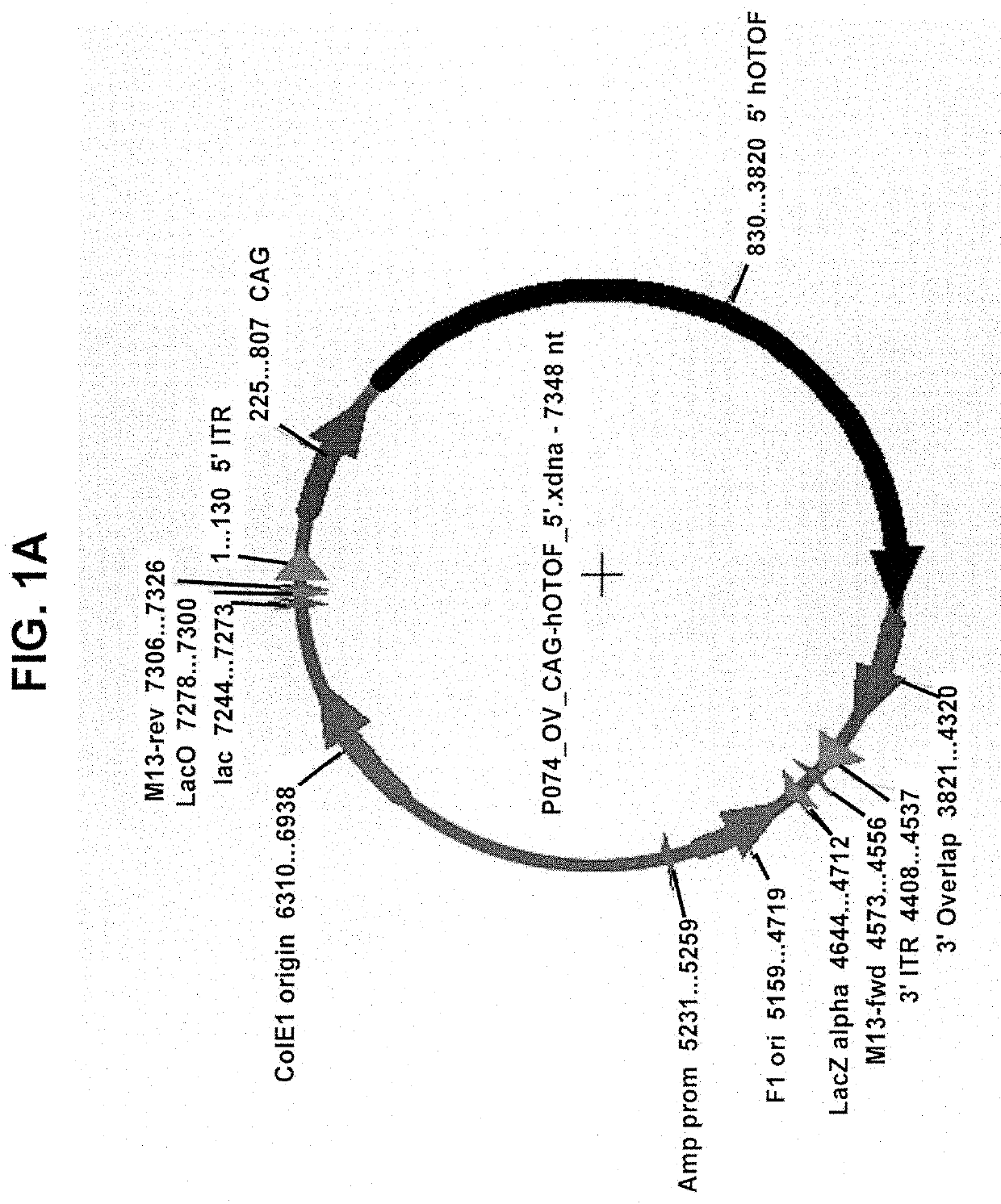 Compositions and methods for treating sensorineural hearing loss using otoferlin dual vector systems