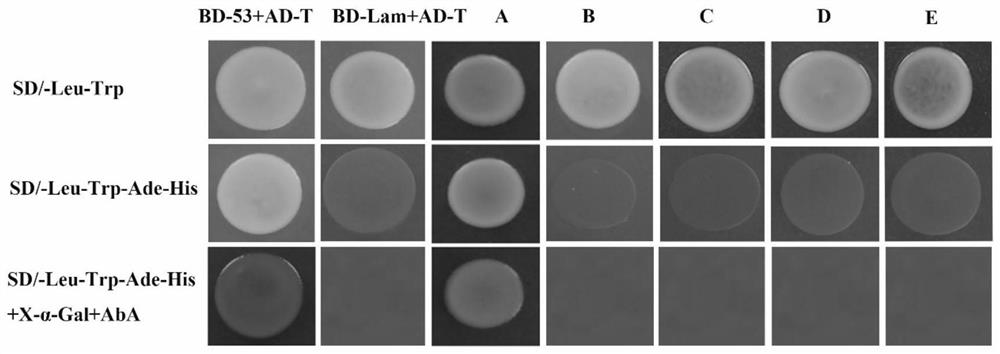 Peach fruit acid invertase inhibitor gene ppinh1, encoded protein and its cloning method and application