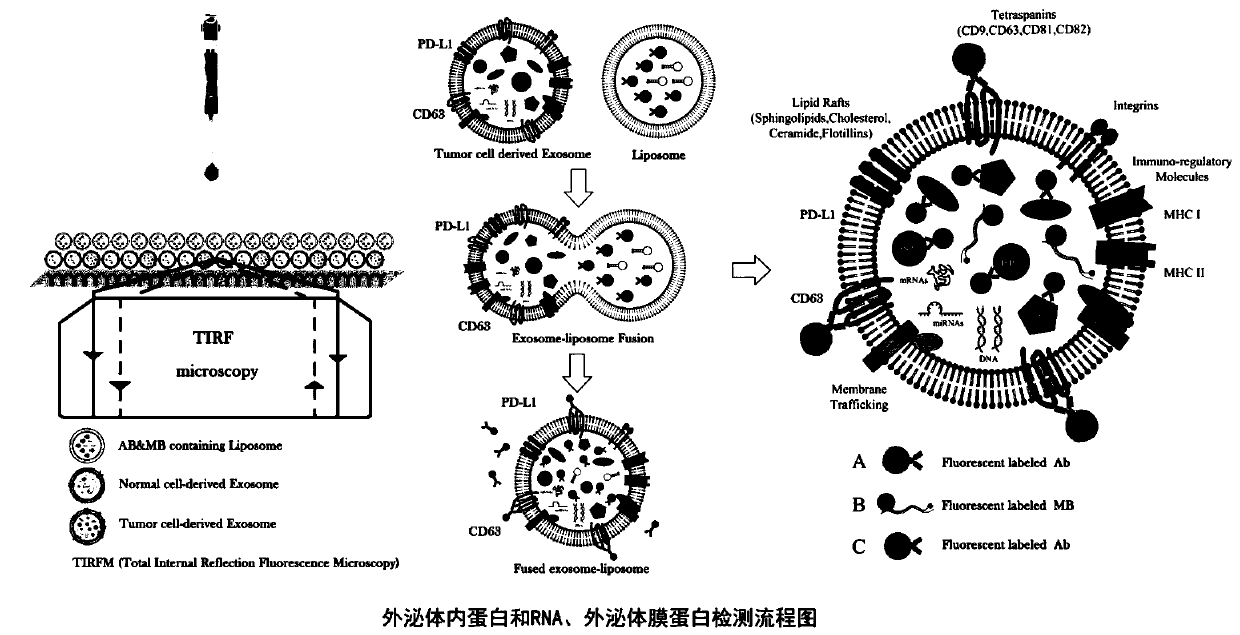 Method for simultaneously detecting protein, RNA and exosome membrane protein in exosome