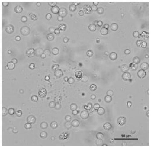 Preparation and regeneration method of fusarium oxysporum f.sp.cubense race 1 protoplast