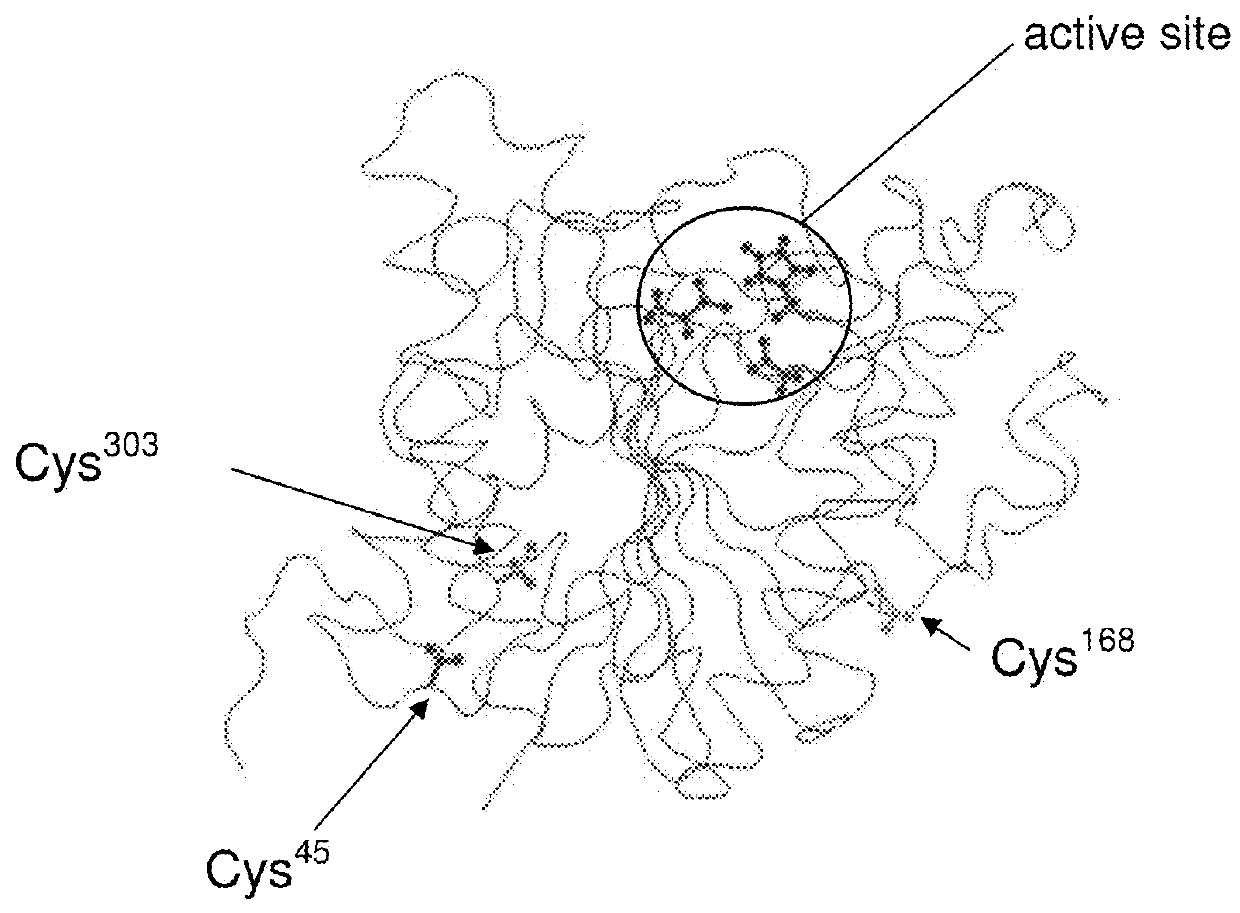 Site-directed pegylation of arginases and the use thereof as anti-cancer and anti-viral agents