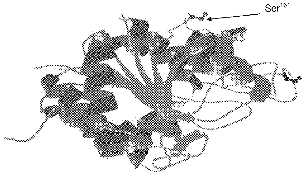 Site-directed pegylation of arginases and the use thereof as anti-cancer and anti-viral agents