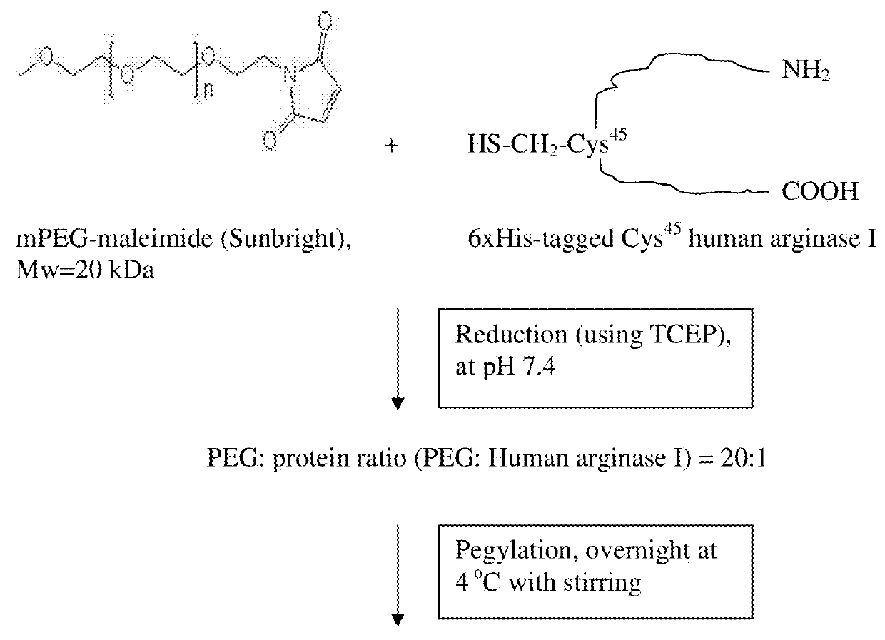 Site-directed pegylation of arginases and the use thereof as anti-cancer and anti-viral agents