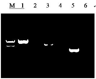 Multiplex PCR detection kit for common bacterial pathogens in cattle