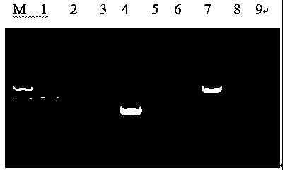 Multiplex PCR detection kit for common bacterial pathogens in cattle