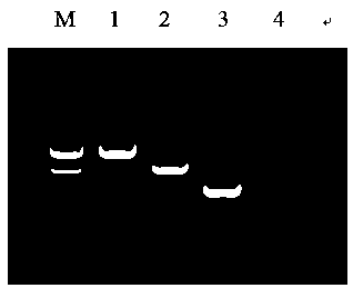 Multiplex PCR detection kit for common bacterial pathogens in cattle