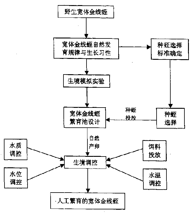 Artificial rearing method of eurysome golden thread leech