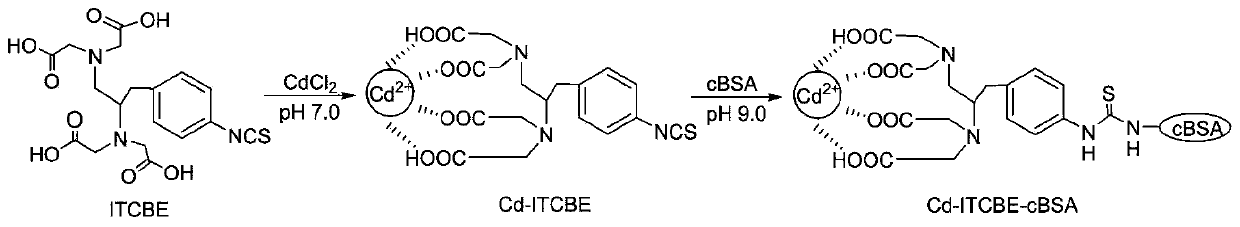 A kind of cadmium ion direct competition ELISA kit and its application