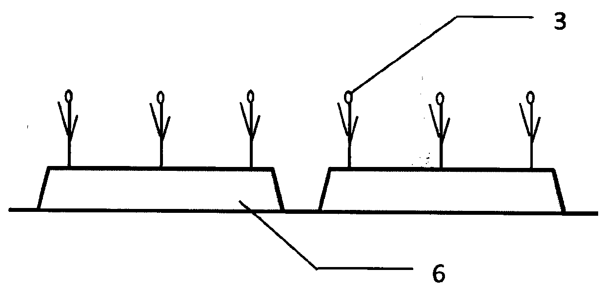 Sandy land intercropping method for intercropping forests, grains, grass and vegetables under walnut forests