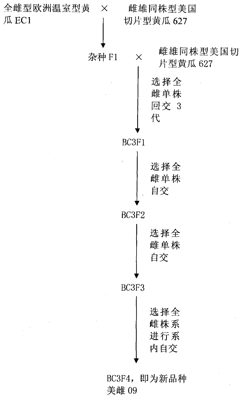 Cultivation and application of full-female American sliced cucumber (American-female 09)