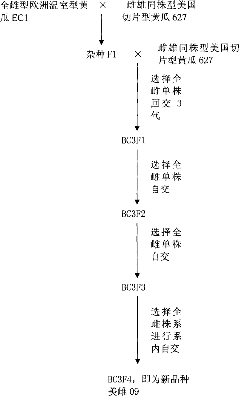 Cultivation and application of full-female American sliced cucumber (American-female 09)