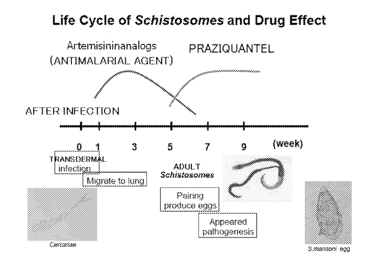 Novel Antischistosomal Agent