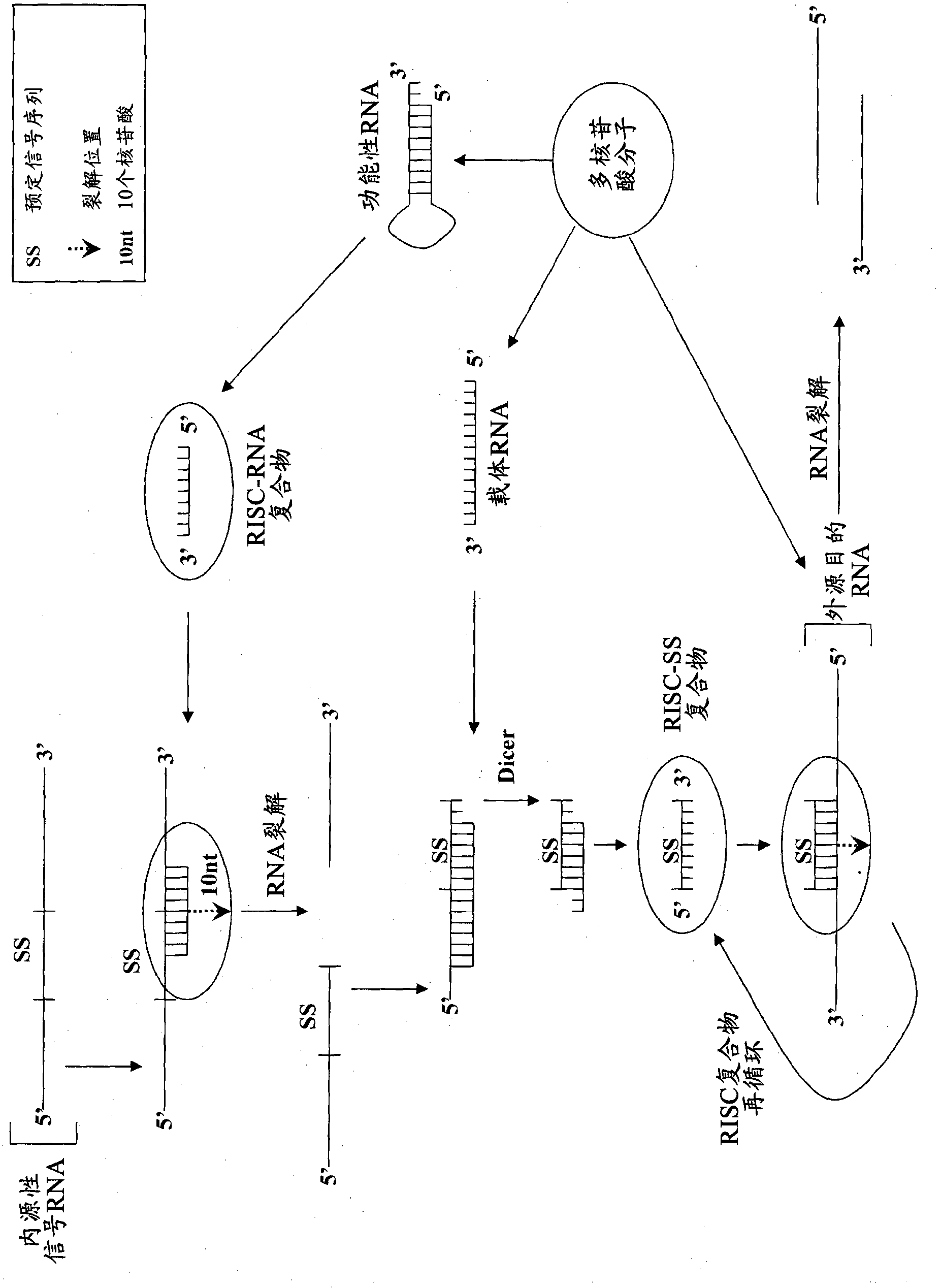 Compositions and methods for specific cleavage of exogenous rna in a cell