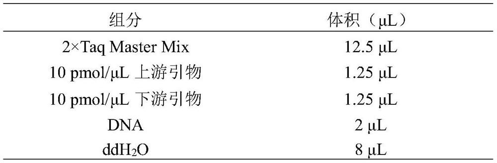 Method for improving meat performance of beef cattle by using EDG1 gene