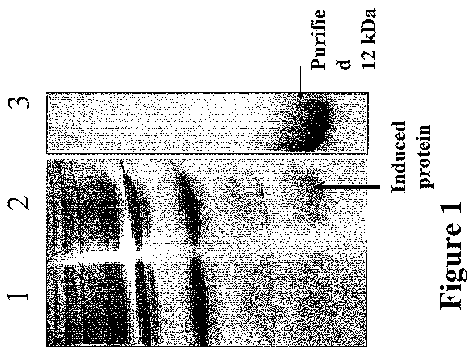 Recombinant 12-kda protein useful for the detection of respiratory allergies