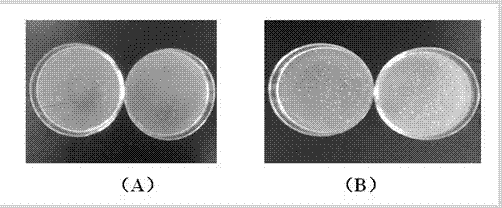 Fish-source anti-freezing polypeptide and preparation method thereof