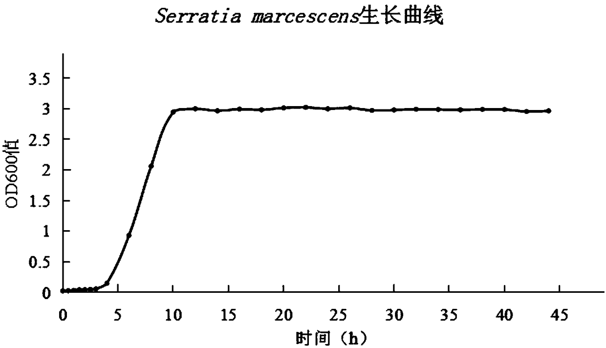 Serratia marcescens derived from agriphilaaeneociliella diseased insect bodies and application thereof