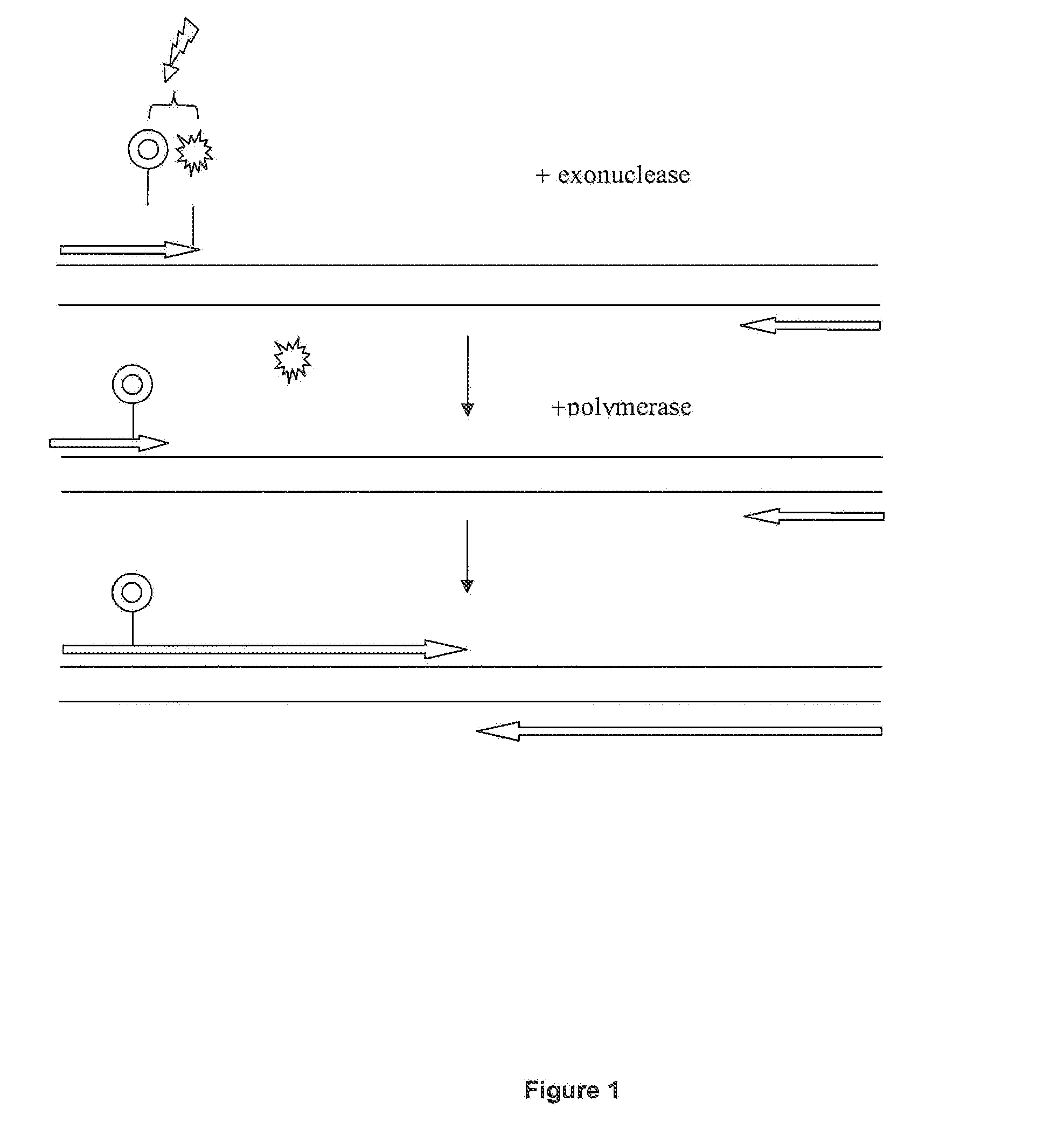 Detection format for hot start real time polymerase chain reaction