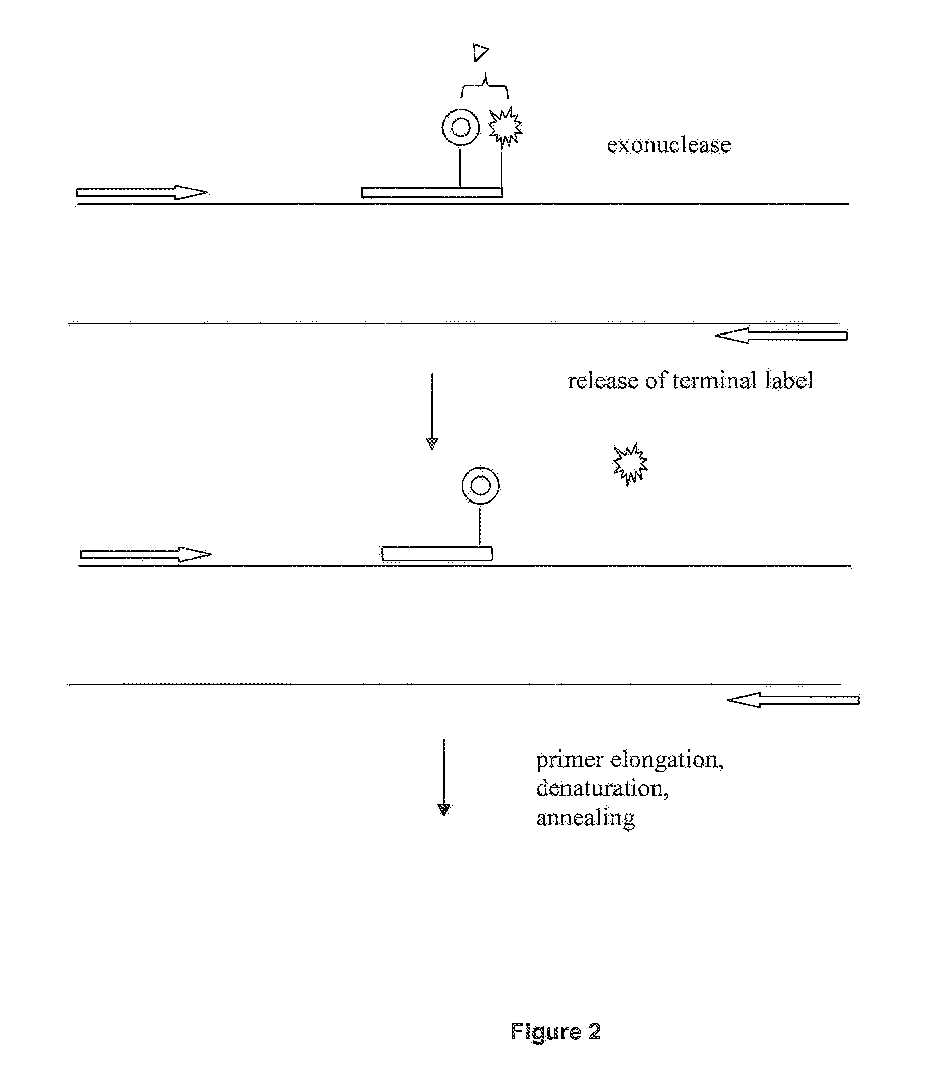 Detection format for hot start real time polymerase chain reaction