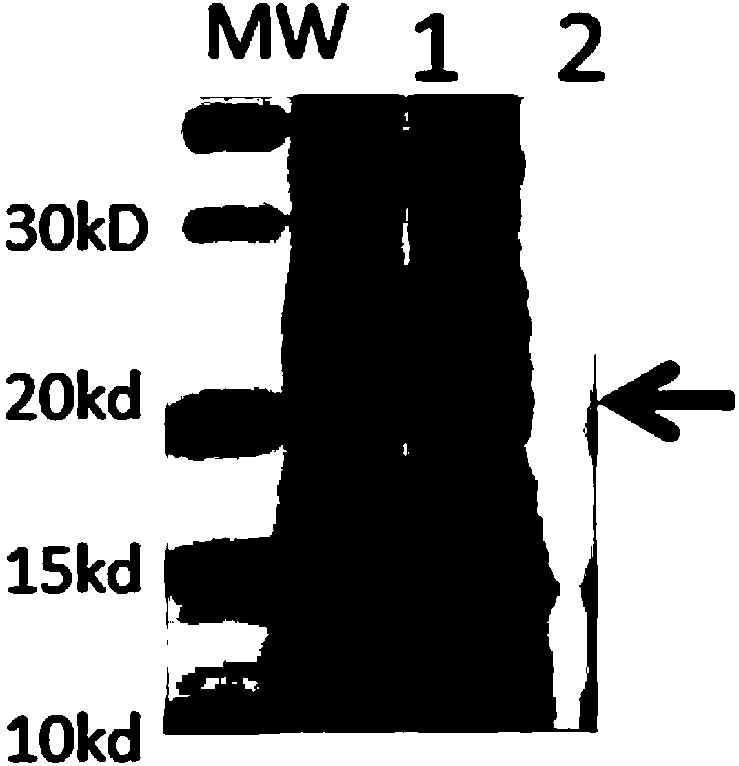 Human rotavirus VP8 recombinant protein and human rotavirus vaccine using same