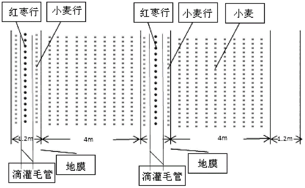 Seedling protection method for direct seeding and orchard constructing of red jujubes in windy desert area