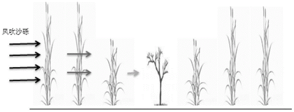 Seedling protection method for direct seeding and orchard constructing of red jujubes in windy desert area