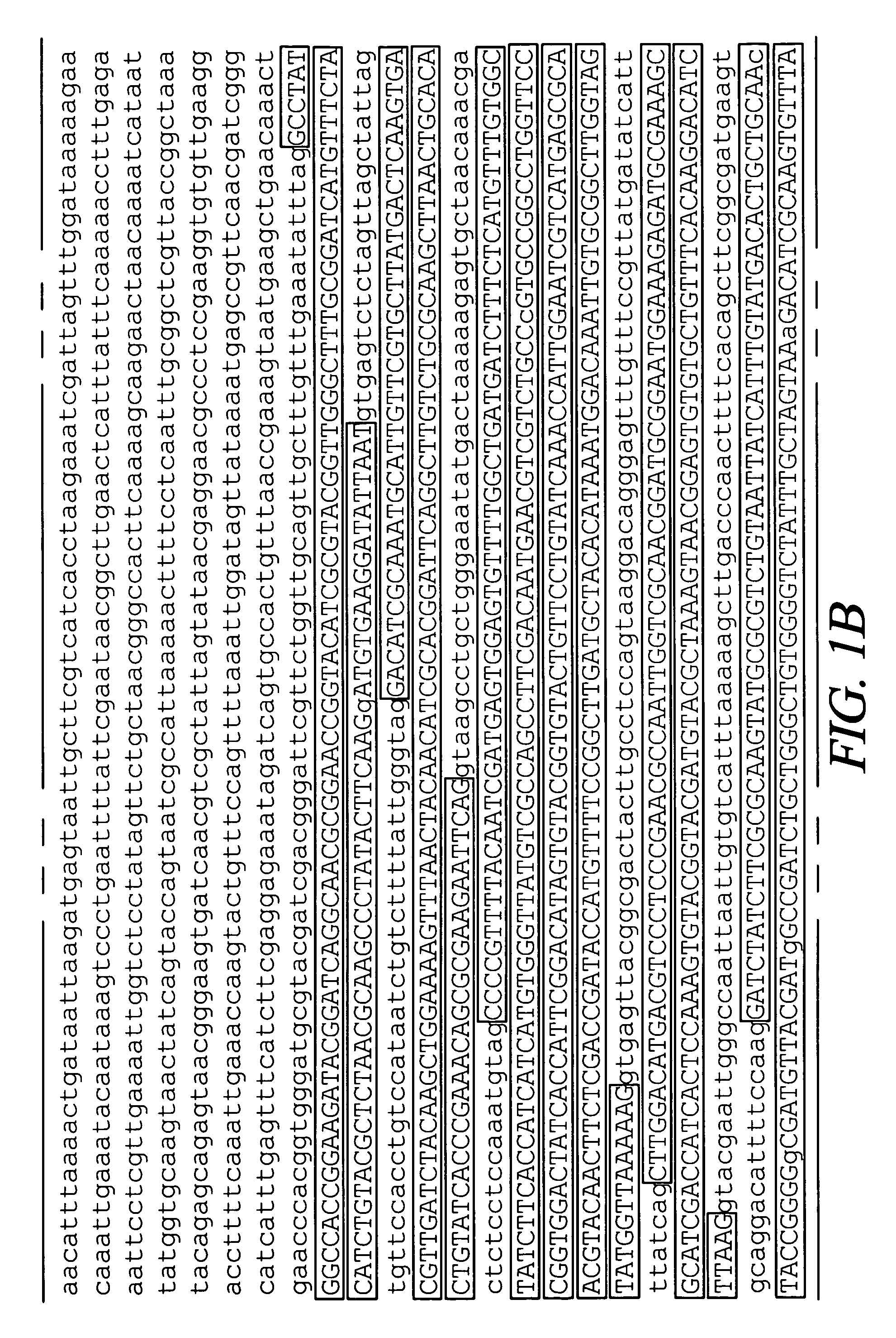 Mosquito arrestin 1 polypeptides