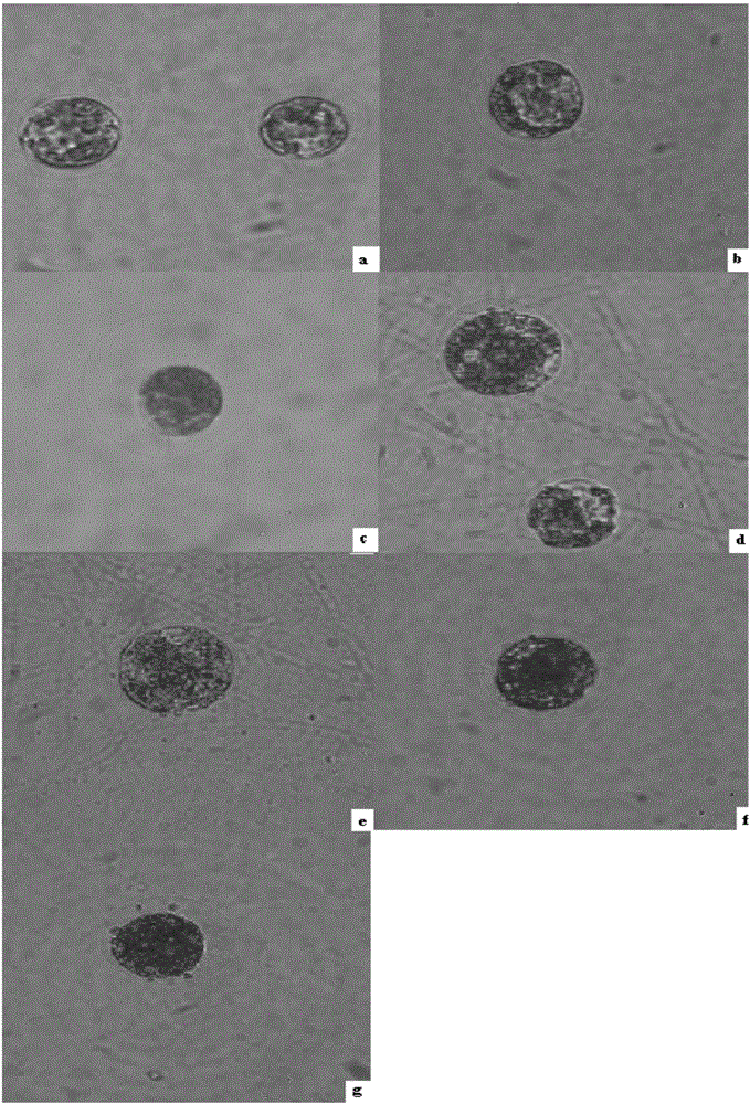 Gene related to astaxanthin accumulation in haematococcus pluvialis and screening method of gene