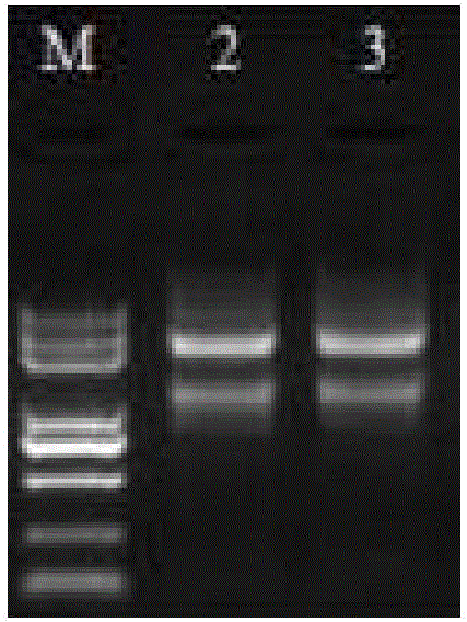 Gene related to astaxanthin accumulation in haematococcus pluvialis and screening method of gene