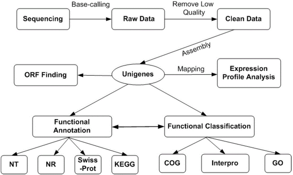 Gene related to astaxanthin accumulation in haematococcus pluvialis and screening method of gene